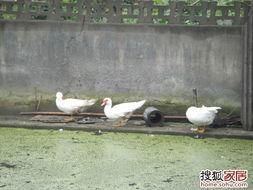 娱乐吃瓜鹅鸭,鹅鸭带你领略明星幕后故事