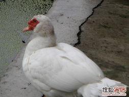 娱乐吃瓜鹅鸭,鹅鸭带你领略明星幕后故事